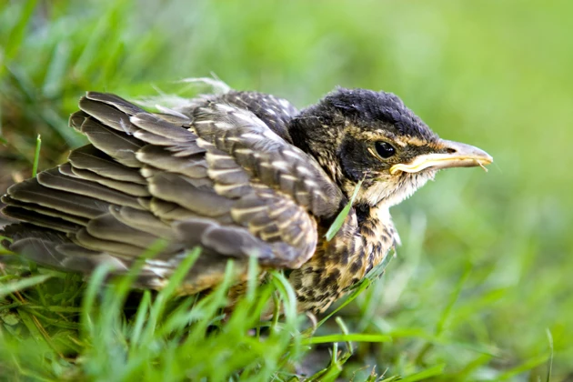 Fledgling Robin