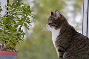 Cat sitting on the window