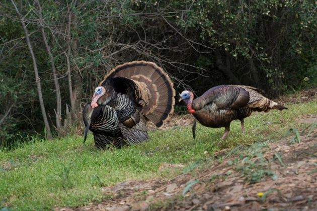 Wild turkeys Strutting In Full Pulmage