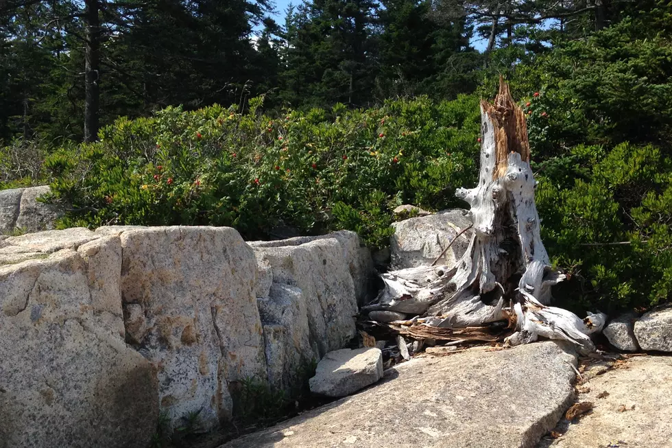 Driftwood at Grindstone, photo by DJ Fred