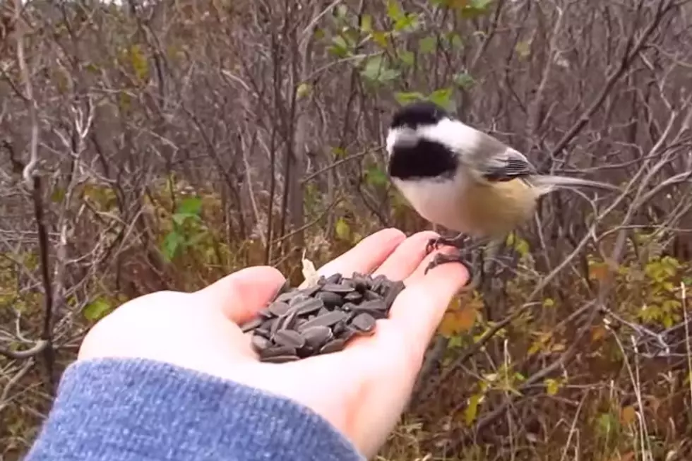 Hand-Feeding Chickadees This Summer? Watch And Learn From The Bird Nerd.