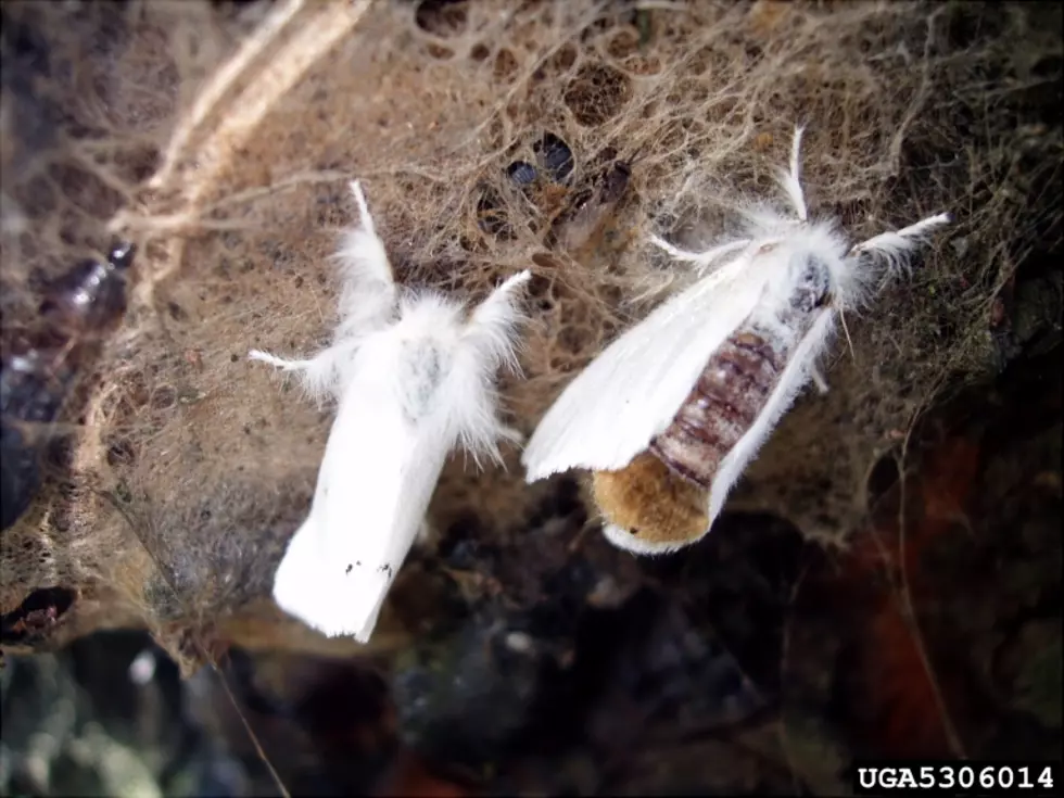 You Can Turn Your Lights Back On, Bangor: The Moths Are Gone.