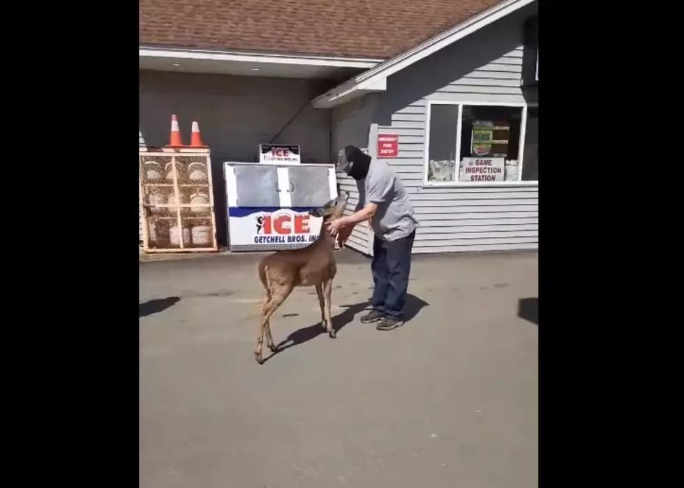Throwback Thursday: That Time A Deer Visited A Levant Corner Store