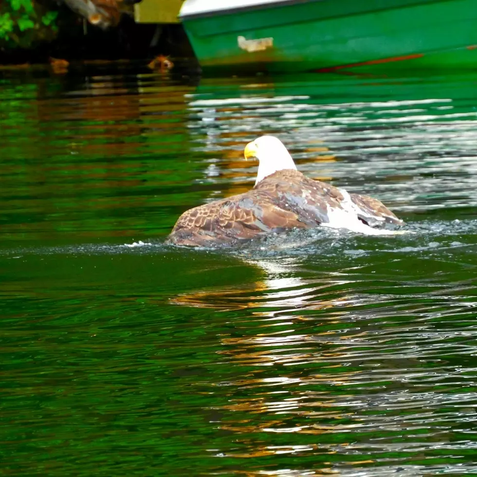 #TBT: Man Catches Awesome Eagle Moment On Camera In Waterboro