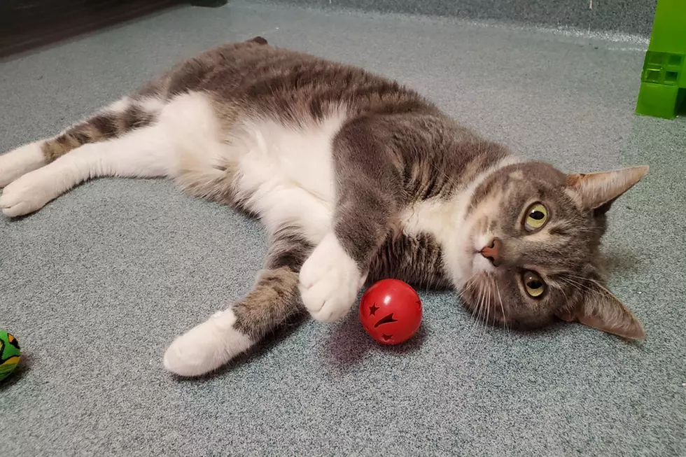 Gorgeous Silas Is Our SPCA of Hancock County Pet of the Week