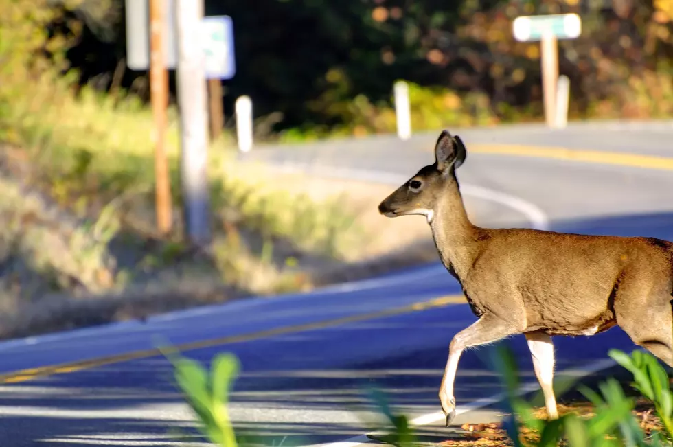 What’s The Strangest Thing You’ve Seen On Your Maine Commute?