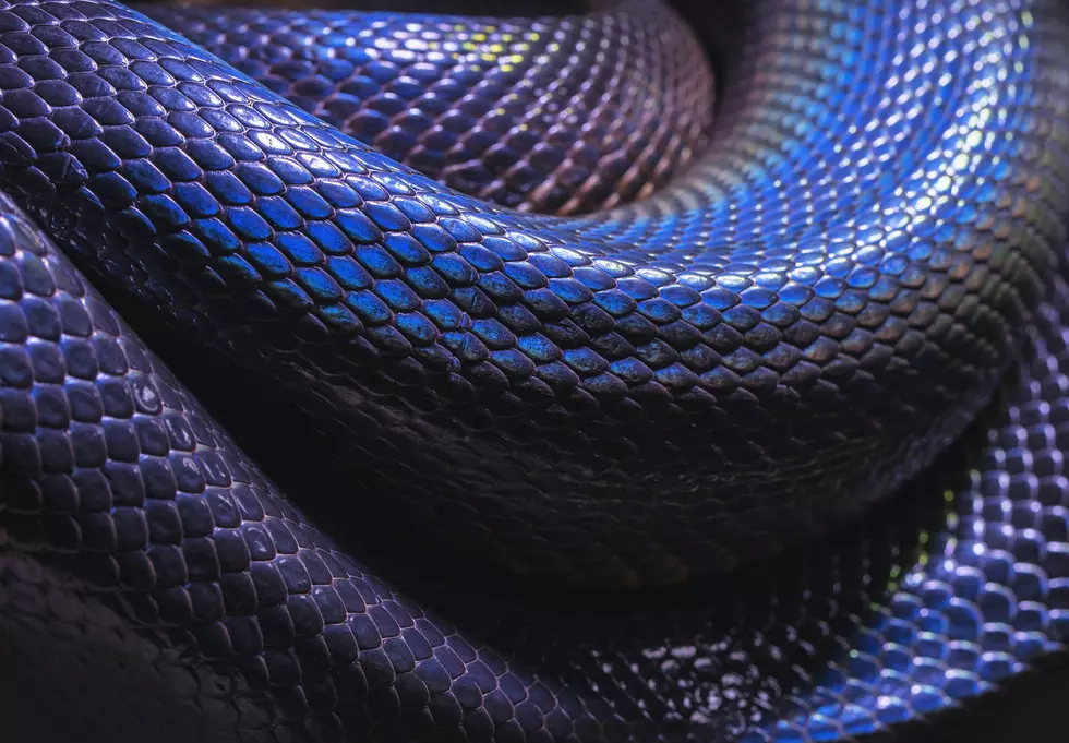 Did You Know Maine Has A Rattling Snake That’s Not A Rattlesnake?