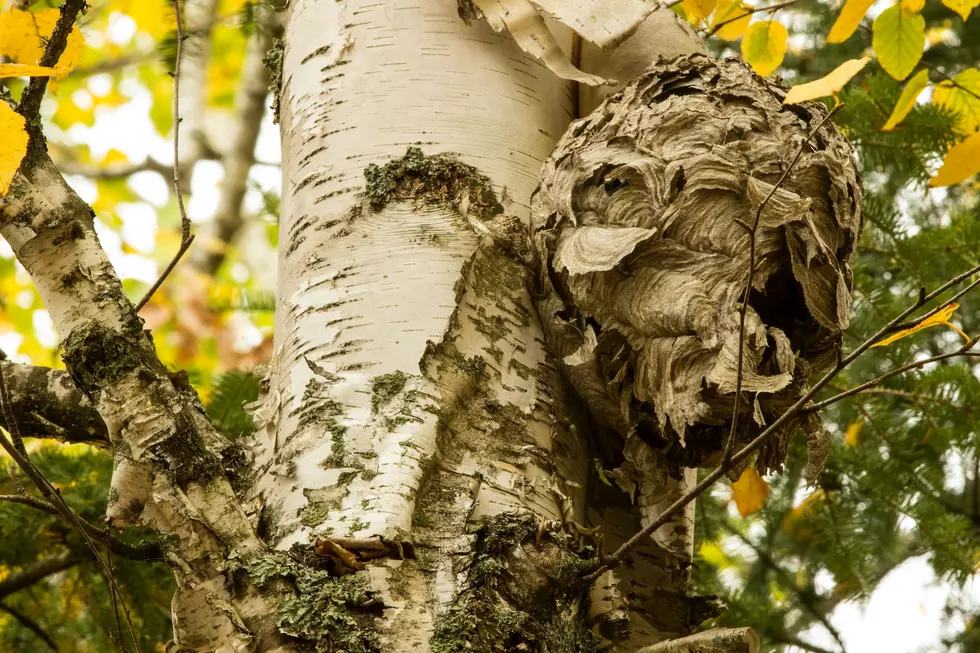 Weird Maine Winter Weather Prediction: Look to the Wasp Nests?