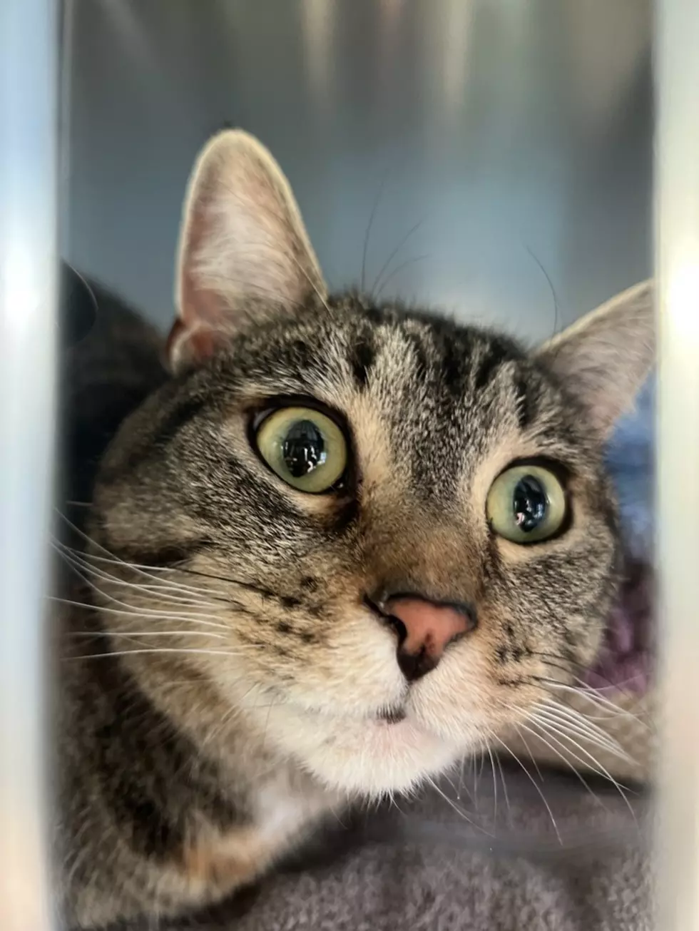 Pet Of The Week: Beautiful Maude With The Big Green Eyes