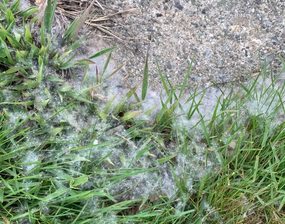 What’s All that White, Sneezy Fluff Blowing Around Everywhere?