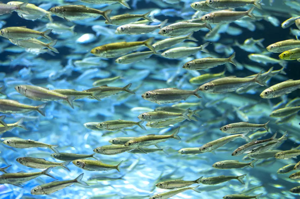 So, Have You Ever Actually Given Alewife a Serious Try for Supper?