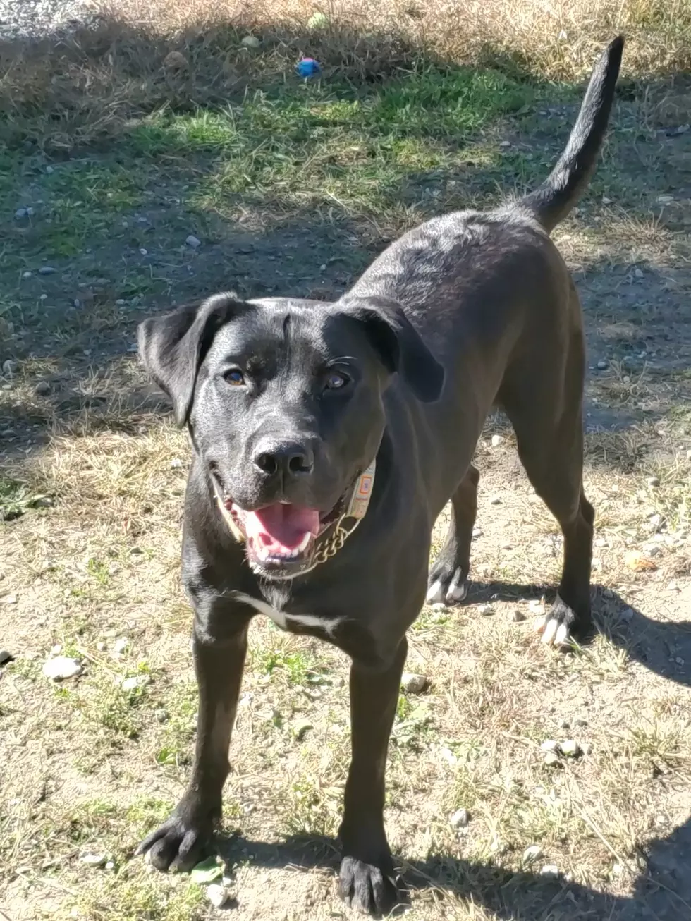 Pet Of The Week: This Beautiful Black Lab Mix Wants To Be Your Bestie!