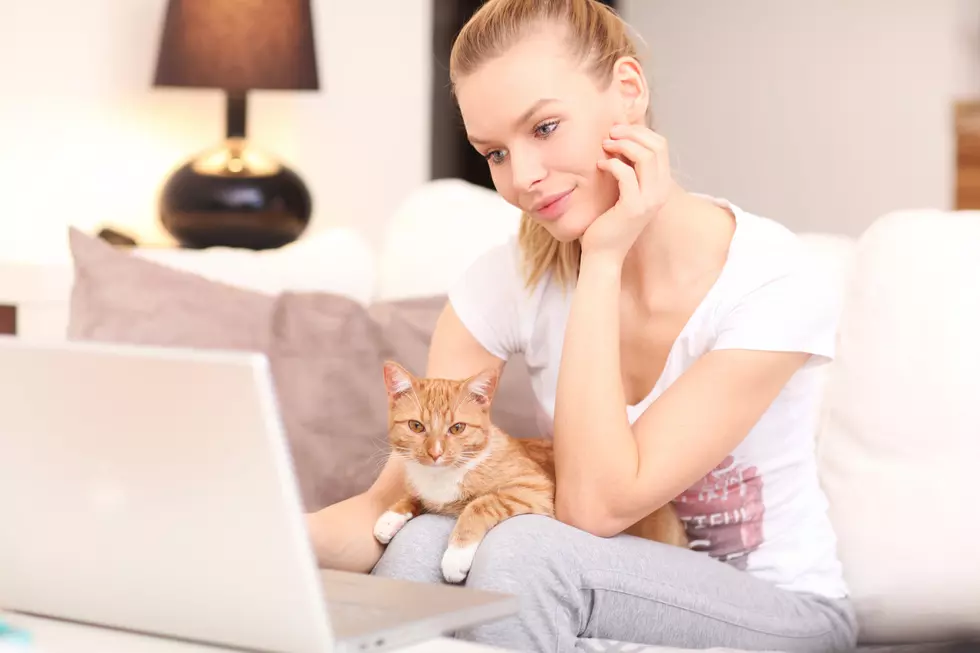 Watch Awesome Cat Videos On A Big Screen And Help Cats, Too!