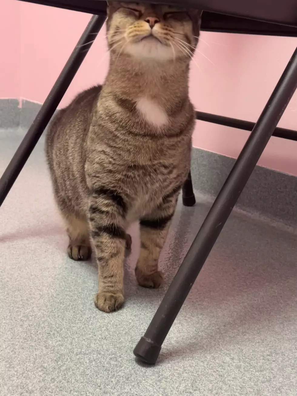 What Do You Think Of Miss Diggles, Our Pet of the Week?