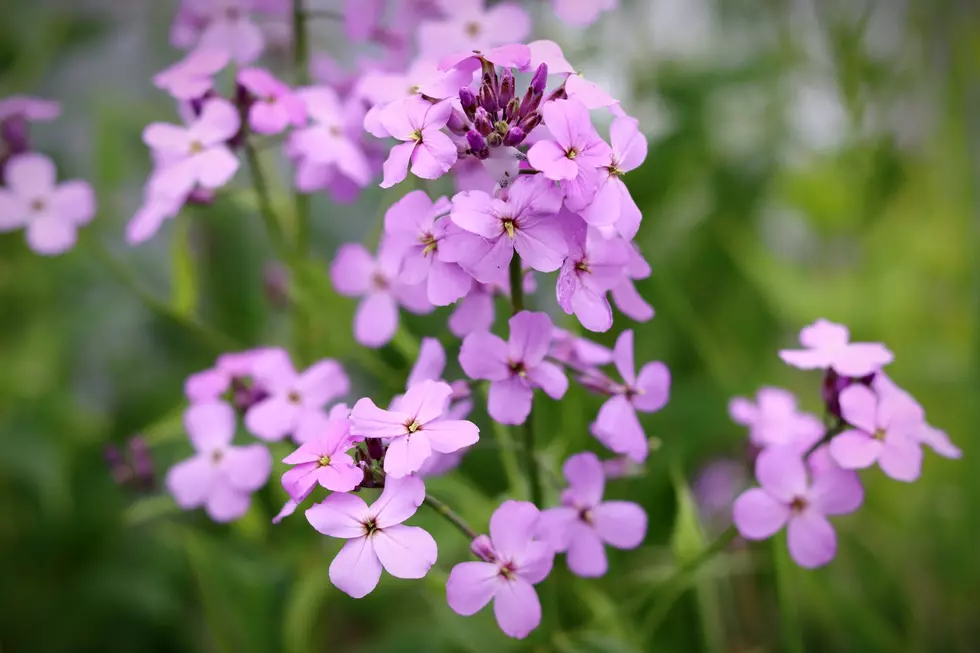 WARNING! These Purple Flowers in Maine are not What You Think