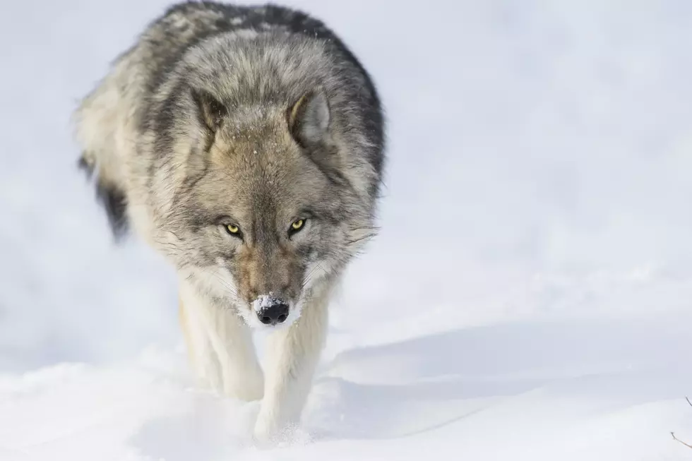 Timber wolf in winter