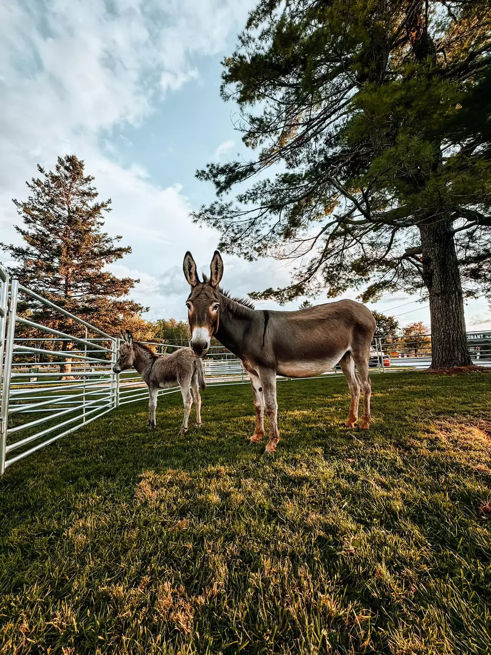 Want To Name A Baby Donkey? Etna Orchard’s Asking For Suggestions