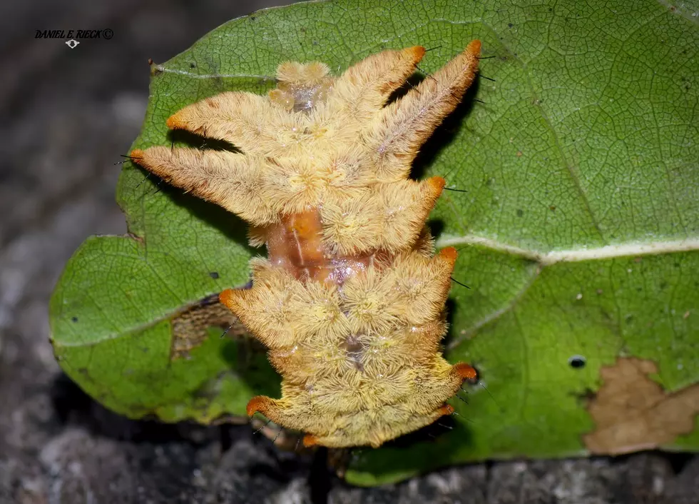 Is This One of the Absolute Freakiest Creatures in Maine?