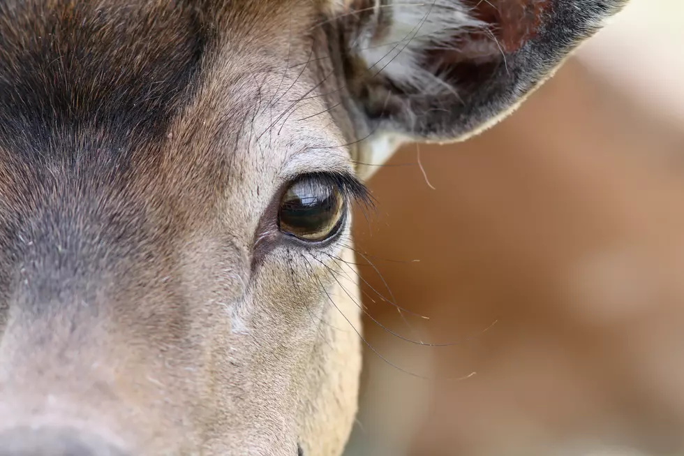 Let Them Keep You Company: Live Stream Deer Eating Lunch In Brownville