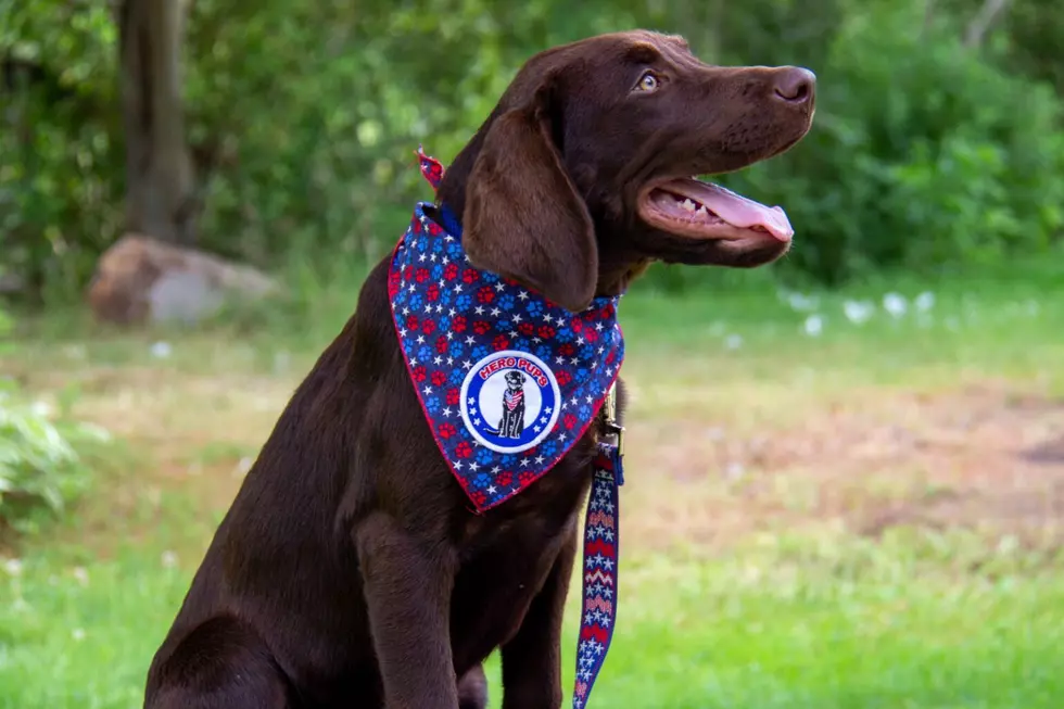 Therapy Dog Trained To Help Comfort Maine Dispatchers, Dies In Hot Car: Police Investigate.